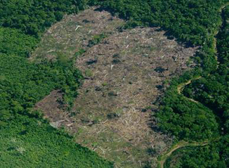 photo: a section of forest clearcut.